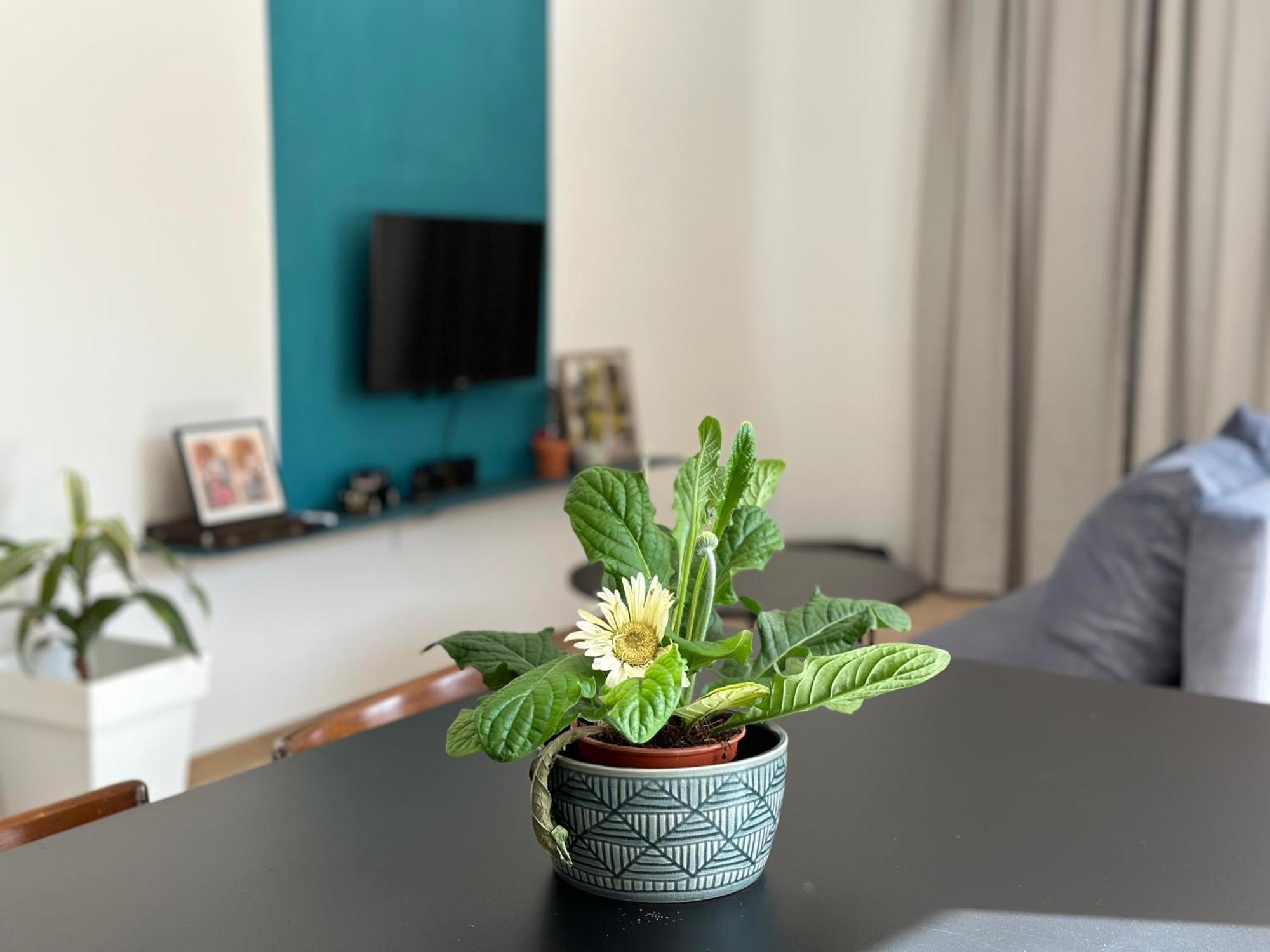 New Garden Apartment 스코페 외부 사진